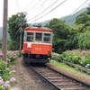 ［ 箱根 ］紫陽花をめぐる　紫陽花電車・阿弥陀寺