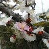 ３月のお茶のお稽古