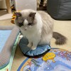 ハンディクリーナーの音が苦手なふくちゃん