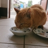 ネコ男の今日のお天気