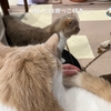 雨田甘夏、めんどくさいです。【猫と朝活と習慣事情】