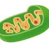 エネルギーを作るミトコンドリア生産工場