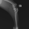 脛骨粗面剥離骨折の犬の1例