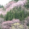 Fri.　 桜その後　　ドウダン