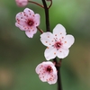 梅の花しだり柳に折り交へ･･･巻第10-1904～1908