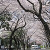 武蔵野市役所_周りの桜