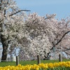 奈良県営馬見丘陵公園の桜２０２１年（３月下旬～４月初旬）