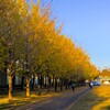 銀杏の秋（１）乙戸沼公園（土浦市）～つくば市とその周辺の風景写真案内（５９４）