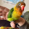 ボタンインコのリチャード急逝