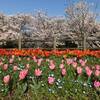 桜とチューリップのコラボ！馬見丘陵公園