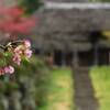 西方寺の桜（１）