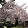 弘前・新寺町の桜