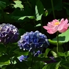 ❀紫陽花と蓮の花❗️