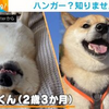 柴犬「ハンガー? 知りませんね」 珍妙な“キョトン顔”が「上目使いかわいい」「わんちゃんも目が泳ぐんですね」と話題