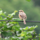 山の中の鳥さん。先日のあぶらこは煮付けにしました〜
