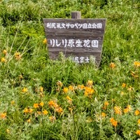 利尻島花めぐりのちフェリーで帰路へ