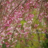 毎日～枝垂れ桜！