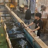 初めてマダイを釣った日。