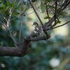 東御苑の野鳥