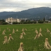 稲干せる田に報徳の気を残す