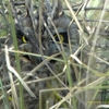 Short-eared Owl コミミズク (インドの鳥その46)