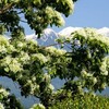 アルプスの残雪と競う？花