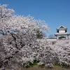 石川門の満開桜