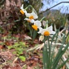 水仙花せえので背く崖の上(あ)