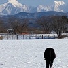 ウシじゃないよウマだよ