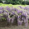 藤の花