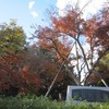 国立天文台三鷹01_紅葉（東京都三鷹市）