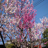 八重桜