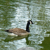 24 Canada Goose