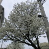 産業道路の千原桜