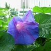 庭先の花