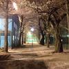 桜吹雪3/29