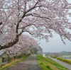 　桜の季節です。