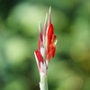 花開く