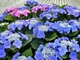 「開成あじさいの里」で今年も紫陽花を見てきました