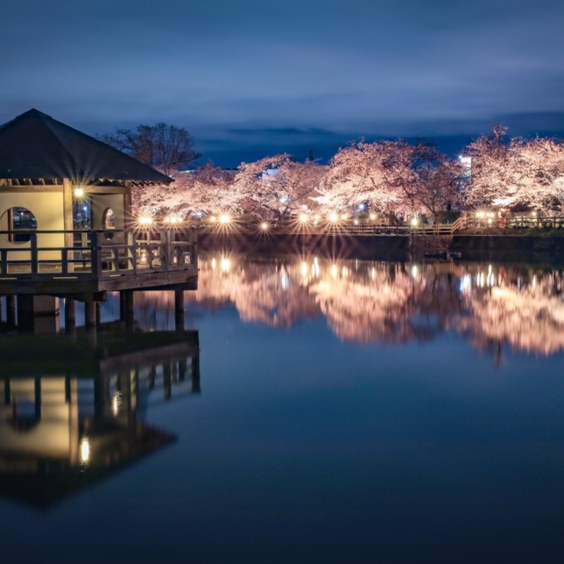 【2023】京都府の夜桜ライトアップ〜幽玄な春の宴への誘い〜