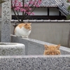 光明寺と裏山の絶景