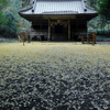 二の岡神社の黄葉