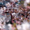 ＪＲ根岸線　大岡川の桜　２０１８