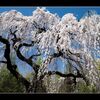 天然記念物の枝垂れ桜