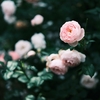 快気の為に薔薇を撮りに行った話。