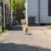 隣県東部離島のねこさん