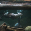 コツメカワウソ Aonyx cinerea