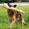 空母に犬、斎場にも犬