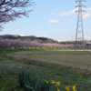 坂戸市・北浅羽桜堤公園の安行寒桜を撮って