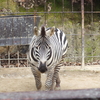 なつっこいシマウマ（池田動物園）